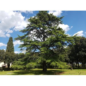 Céder atlantský (Cedrus Atlantica) - výška 140-160 cm, kont. C18L (-23°C)